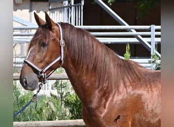 PRE Mix, Stallone, 3 Anni, 165 cm, Sauro