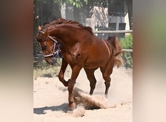 PRE Mix, Stallone, 3 Anni, 165 cm, Sauro