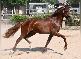 PRE Mix, Stallone, 3 Anni, 165 cm, Sauro