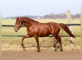 PRE Mix, Stallone, 3 Anni, 165 cm, Sauro