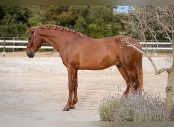 PRE Mix, Stallone, 3 Anni, 165 cm, Sauro scuro