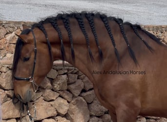 PRE Mix, Stallone, 3 Anni, 166 cm, Baio