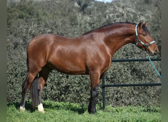 PRE, Stallone, 3 Anni, 166 cm, Baio