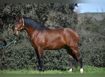 PRE, Stallone, 3 Anni, 166 cm, Baio
