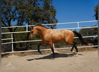 PRE Mix, Stallone, 3 Anni, 166 cm