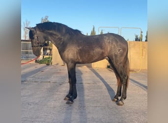 PRE, Stallone, 3 Anni, 166 cm, Grigio