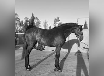 PRE, Stallone, 3 Anni, 166 cm, Grigio