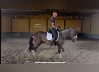 PRE Mix, Stallone, 3 Anni, 166 cm, Grigio