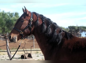 PRE Mix, Stallone, 3 Anni, 167 cm, Baio ciliegia