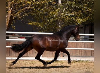 PRE Mix, Stallone, 3 Anni, 167 cm, Baio scuro