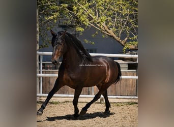 PRE Mix, Stallone, 3 Anni, 167 cm, Baio scuro