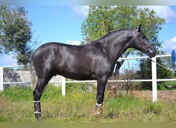 PRE, Stallone, 3 Anni, 167 cm, Grigio