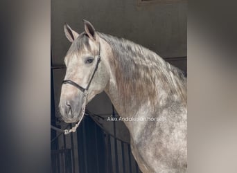 PRE Mix, Stallone, 3 Anni, 167 cm, Grigio