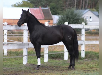 PRE, Stallone, 3 Anni, 167 cm, Morello