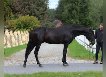 PRE, Stallone, 3 Anni, 167 cm, Morello