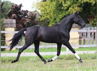 PRE, Stallone, 3 Anni, 167 cm, Morello