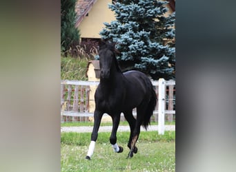 PRE, Stallone, 3 Anni, 167 cm, Morello