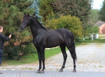PRE, Stallone, 3 Anni, 167 cm, Morello