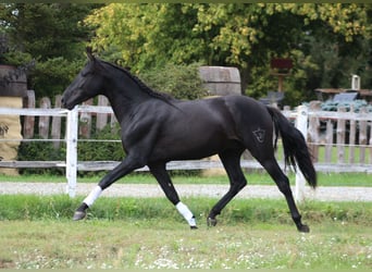 PRE, Stallone, 3 Anni, 167 cm, Morello