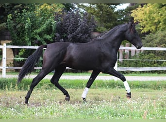 PRE, Stallone, 3 Anni, 167 cm, Morello