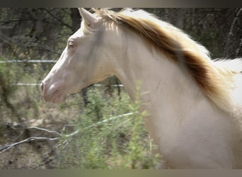 PRE, Stallone, 3 Anni, 167 cm, Perlino