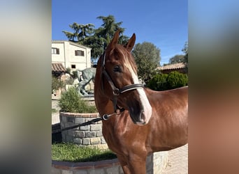 PRE Mix, Stallone, 3 Anni, 167 cm, Sauro ciliegia