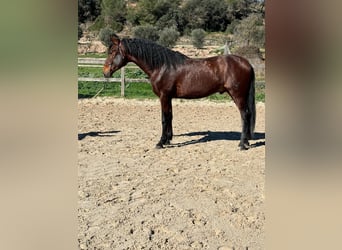 PRE, Stallone, 3 Anni, 168 cm, Baio