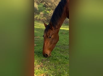 PRE, Stallone, 3 Anni, 168 cm, Baio ciliegia
