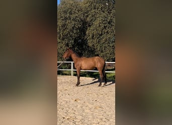 PRE, Stallone, 3 Anni, 168 cm, Baio ciliegia