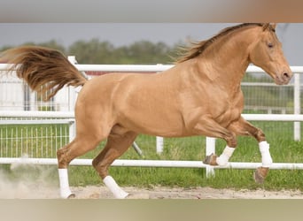 PRE, Stallone, 3 Anni, 168 cm, Baio ciliegia
