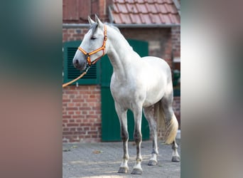 PRE, Stallone, 3 Anni, 168 cm, Grigio
