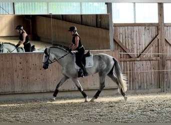 PRE, Stallone, 3 Anni, 168 cm, Grigio