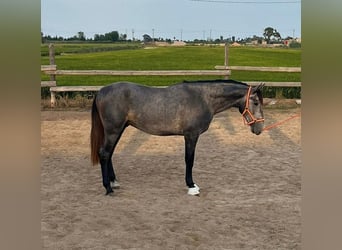 PRE, Stallone, 3 Anni, 168 cm, Grigio