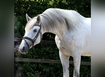 PRE Mix, Stallone, 3 Anni, 168 cm, Grigio