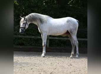 PRE Mix, Stallone, 3 Anni, 168 cm, Grigio