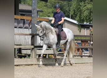 PRE Mix, Stallone, 3 Anni, 168 cm, Grigio