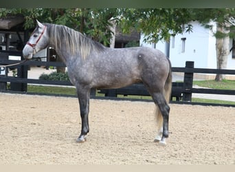 PRE Mix, Stallone, 3 Anni, 168 cm, Grigio