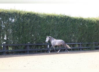 PRE Mix, Stallone, 3 Anni, 168 cm, Grigio