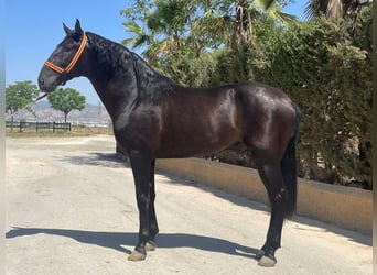 PRE Mix, Stallone, 3 Anni, 168 cm, Morello