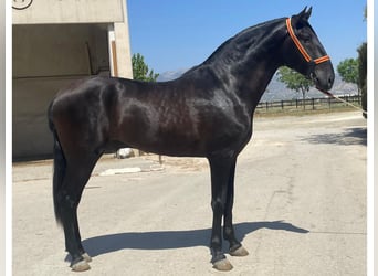 PRE Mix, Stallone, 3 Anni, 168 cm, Morello