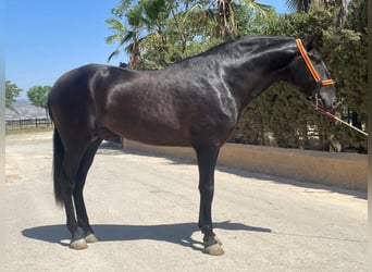 PRE Mix, Stallone, 3 Anni, 168 cm, Morello