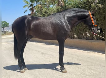 PRE Mix, Stallone, 3 Anni, 168 cm, Morello