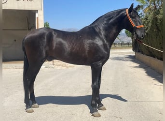 PRE Mix, Stallone, 3 Anni, 168 cm, Morello