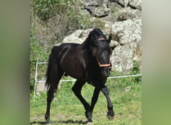 PRE, Stallone, 3 Anni, 168 cm, Morello