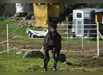 PRE, Stallone, 3 Anni, 168 cm, Morello
