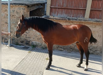 PRE, Stallone, 3 Anni, 169 cm, Baio