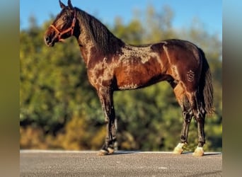 PRE Mix, Stallone, 3 Anni, 169 cm, Baio nero