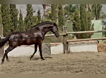 PRE Mix, Stallone, 3 Anni, 169 cm, Morello
