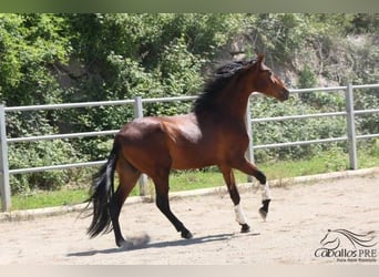 PRE, Stallone, 3 Anni, 170 cm, Baio