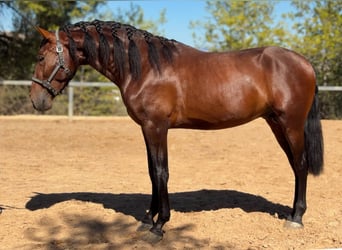 PRE, Stallone, 3 Anni, 170 cm, Baio